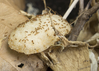 ant nest chip eat carry animal insect home concept