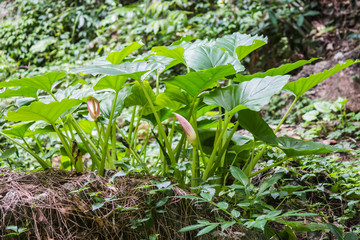 green herb in forest