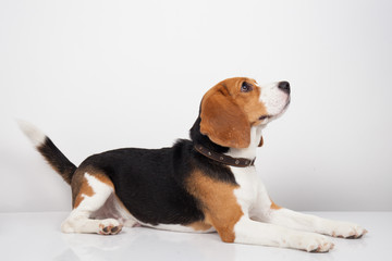 Beagle dog isolated on white background