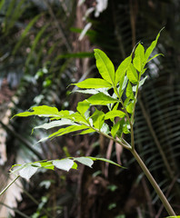 green herb in forest