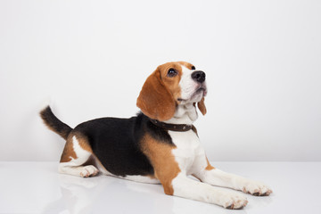 Beagle dog isolated on white background