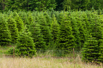 Rows of Undecorated Living Christmas Trees on Farm