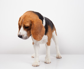 Beagle dog isolated on white background