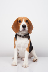 Beagle dog isolated on white background