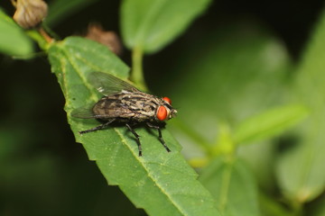Small insect and bug