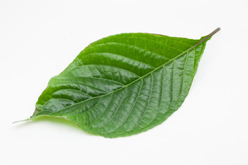 Fototapeta na wymiar Crisp leaves Malan leaves isolated on white background