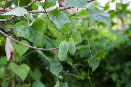 Coccinia grandis  green natural background blur.