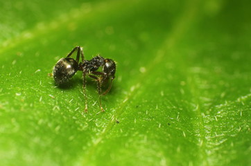 Small insect and bug