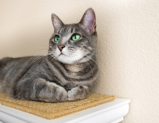 Cute gray tabby cat with green eyes