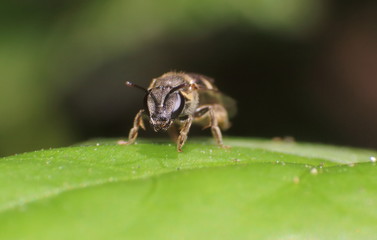 Small insect and bug