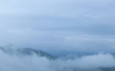 Fog covered trees