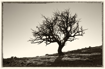 Lonely tree in mountain.