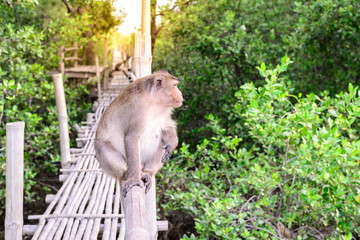 Crab-eating macaque monkey sitting on bamboo bridge in mangrove forest.