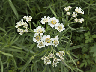 blooming milfoil in meadow grass