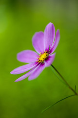 Fototapeta premium Purple cosmos flower