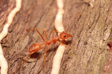 Small insect and bug