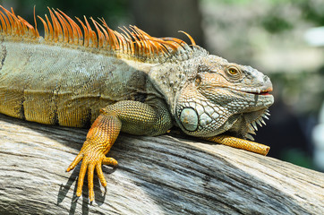 Giant green iguana