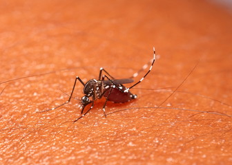 Small insect and bug
