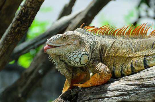 Giant  iguana close up