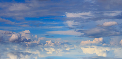 Beautiful sunflower isolated on a white background