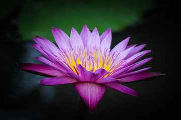 Beautiful lotus