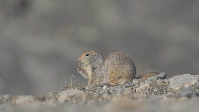 Ground Squirrel Foraging on Snowy Ground in Autumn.