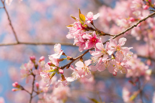 Wild Himalayan Cherry ( Prunus cerasoides ) ( Sakura in Thailand