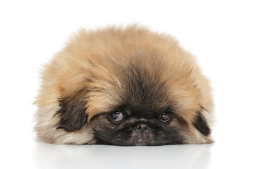 Pekingese puppy