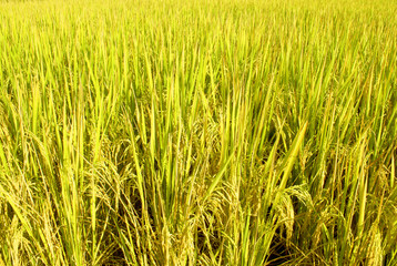 rice field