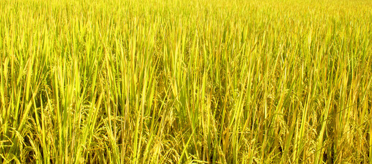 rice field