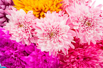 Sweet color chrysanthemums  for the soft background.