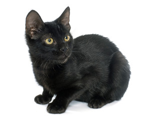 young black kitten