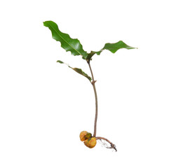 Young plant with seed isolated on white background