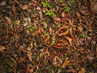 Autumn leaves texture background