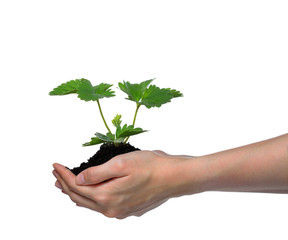 Hands holding a green young plant isolated on white (Strawberry plant)