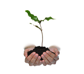 Hands holding a green young plant isolated on white background