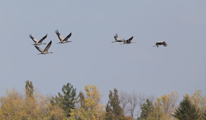 Flock of cranes