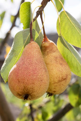 Sweet pears