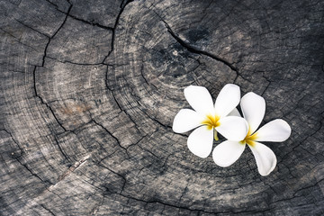 Obraz premium white flower on nature wood backround.