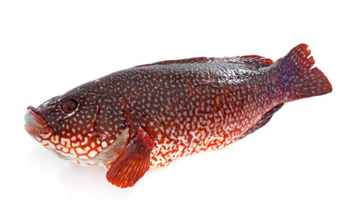 red Ballan wrasse