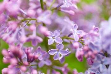 Lilac flowers