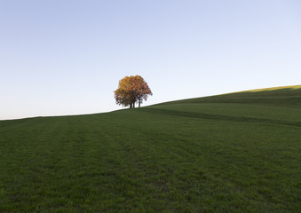 Fototapeta na wymiar An isolated autumn tree on the top of a hill