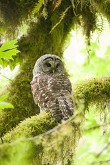 Barred owl in Olympic National Park