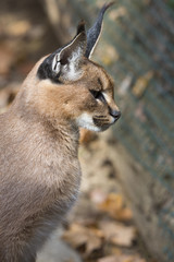female, Caracal caracal,  in the zoo