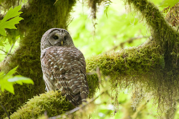 Barred owl in Olympic National Park