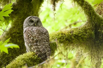 Washable wall murals Owl Barred owl in Olympic National Park