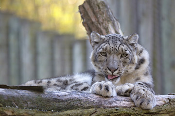 resting snow leopard, Uncia uncia, portrait.