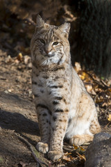 Fototapeta na wymiar female North American Lynx which is also known as a bobcat.