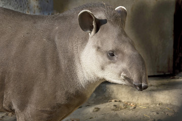 Naklejka premium South American tapir (Tapirus terrestris),