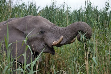 Fototapeta na wymiar solitary male African elephants feed on reeds, Etosha, Namibia